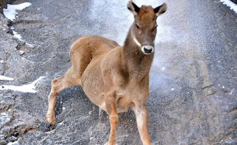 活躍在青海省海西州柏樹山的白唇鹿。巴圖那生攝