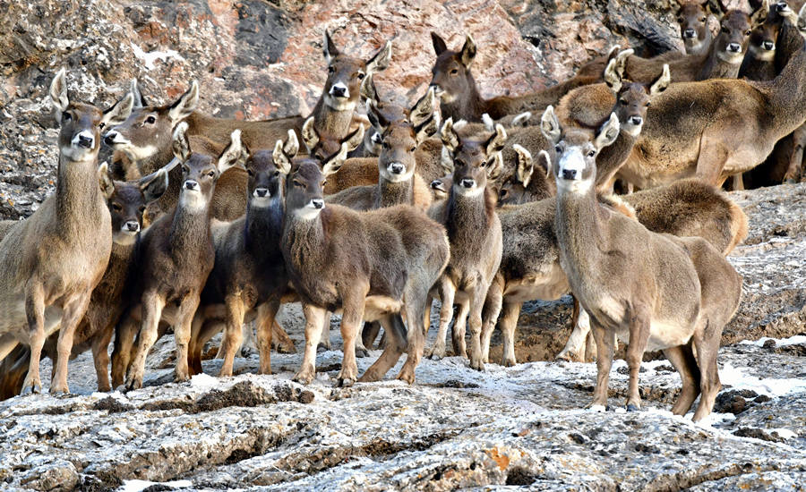 活躍在青海省海西州柏樹山的白唇鹿。巴圖那生攝