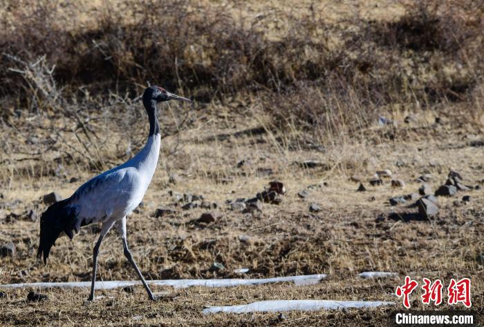 圖為一只黑頸鶴在拉薩市林周縣境內(nèi)田間覓食?！∝暩聛硭?攝