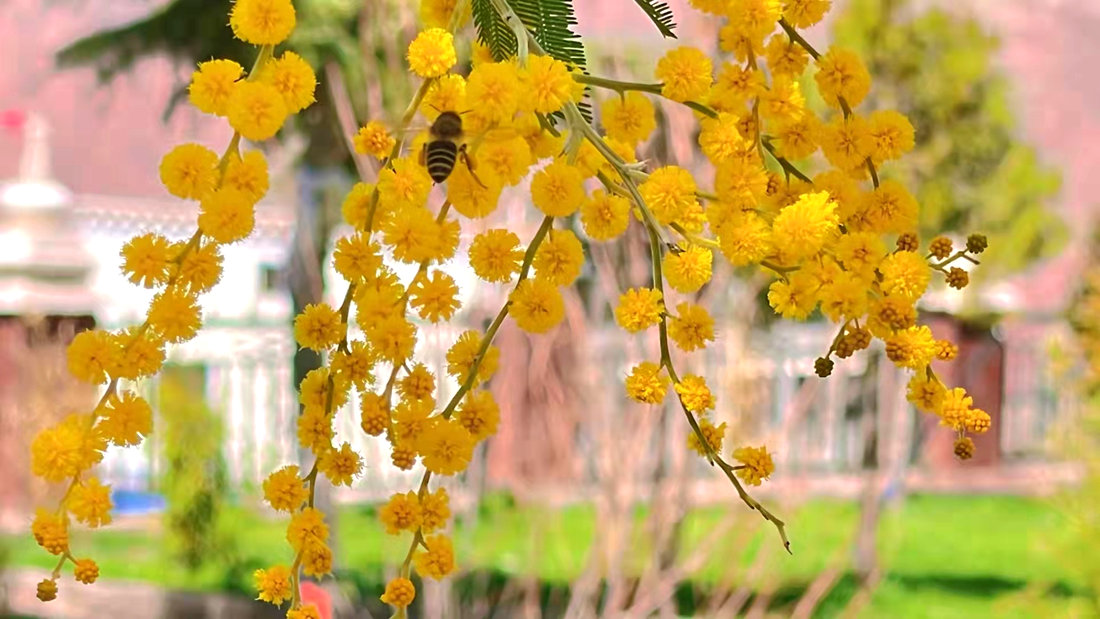 蜜蜂吮吸著金合歡花蕊里的蜂蜜。