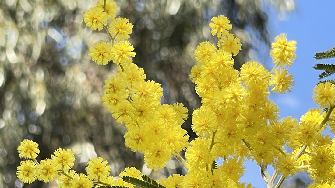 金光燦燦的金合花。