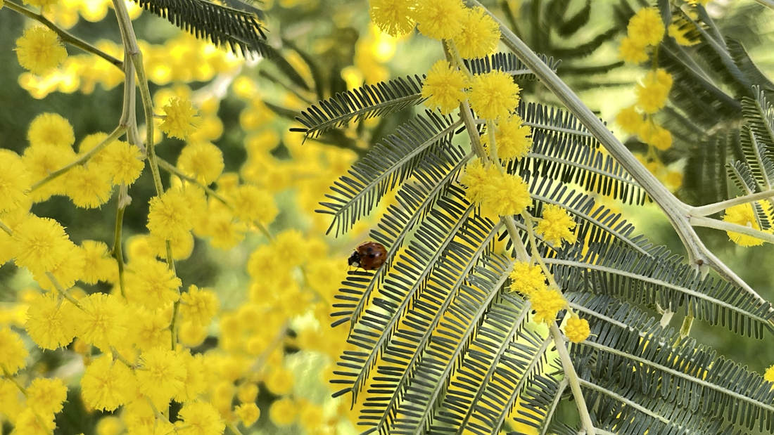 七星瓢蟲在金合歡葉子上嬉戲。