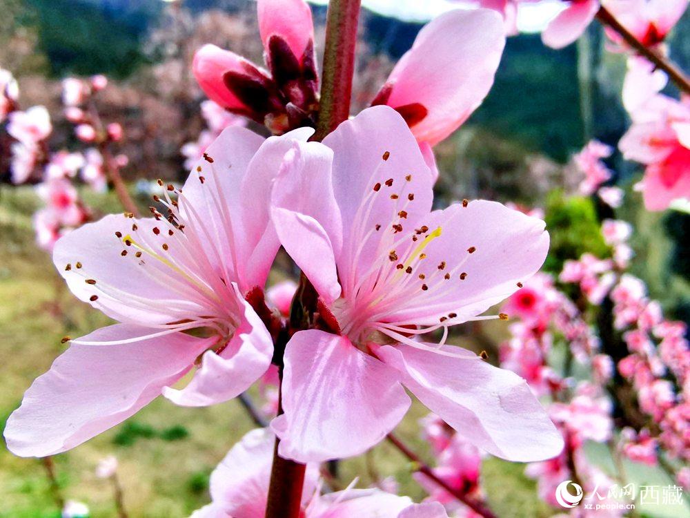 林芝桃花開。人民網 李海霞攝