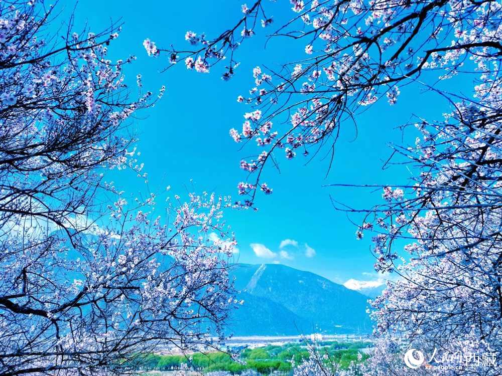 桃花在藍天白云的映襯下分外好看。人民網 李海霞攝