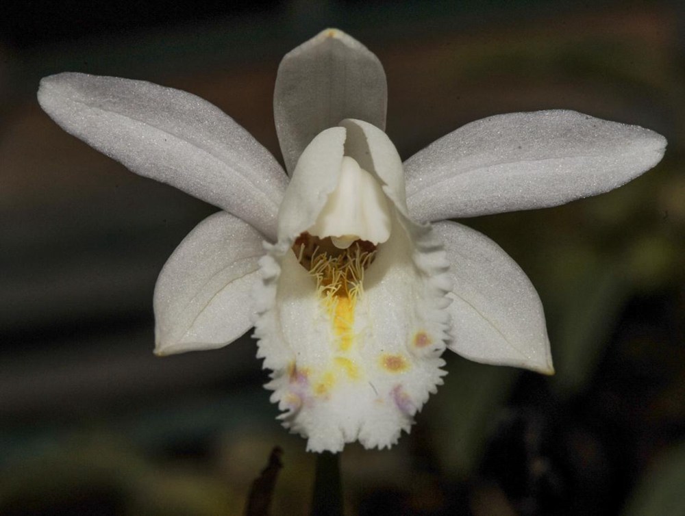 毛唇獨(dú)蒜蘭。 金效華攝