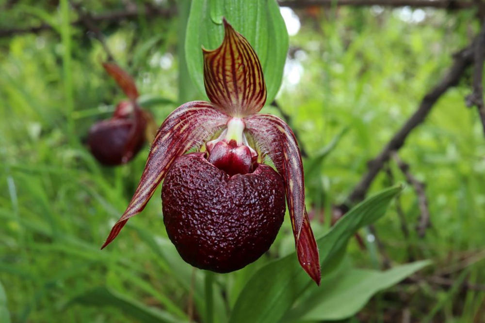 波密灼蘭。王翰臣攝