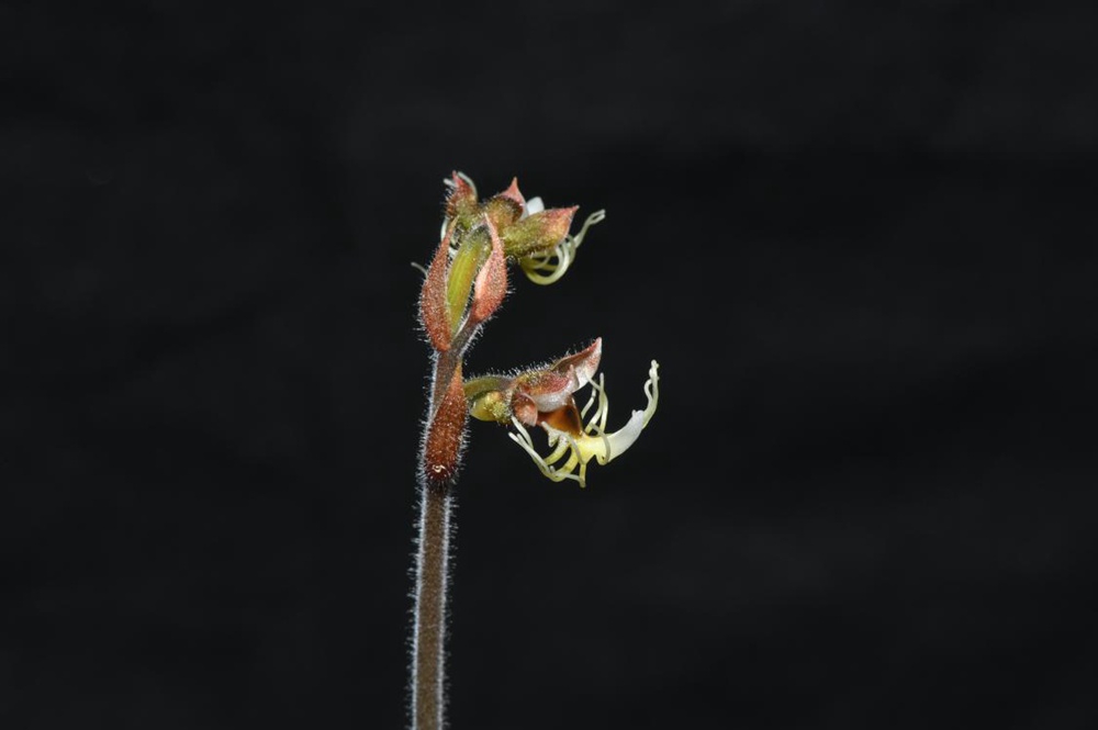 墨脫金線蘭。金效華攝