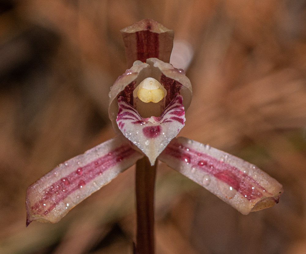 大根蘭。葉超攝