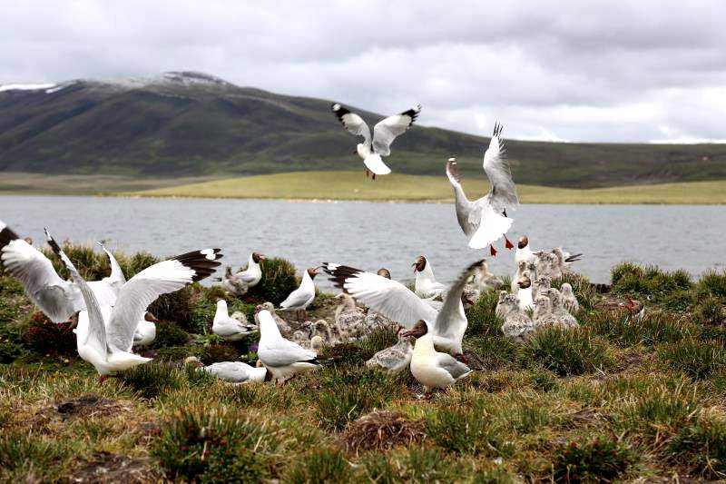 棲息的候鳥。