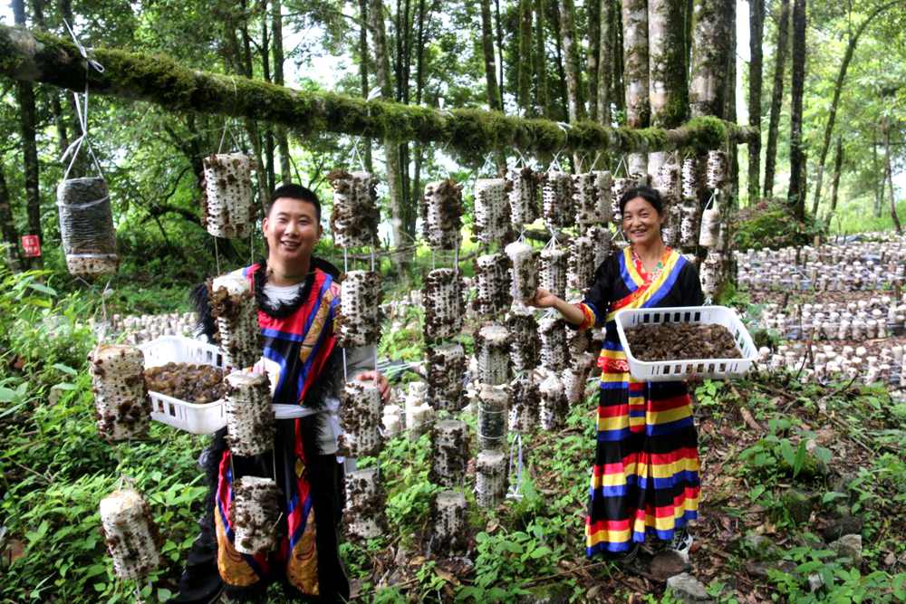 木耳豐收。次仁央宗攝