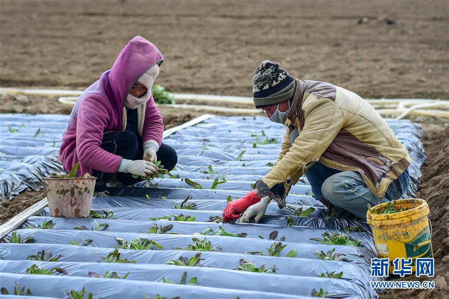 （經濟）（3）高原春耕忙