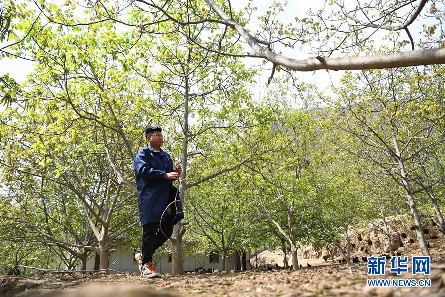 (脫貧攻堅(jiān)·圖片故事)(1)“90后新農(nóng)人”的返鄉(xiāng)致富路