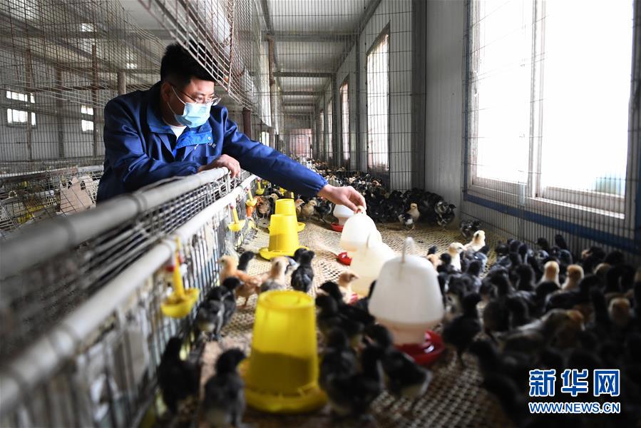 (脫貧攻堅(jiān)·圖片故事)(6)“90后新農(nóng)人”的返鄉(xiāng)致富路