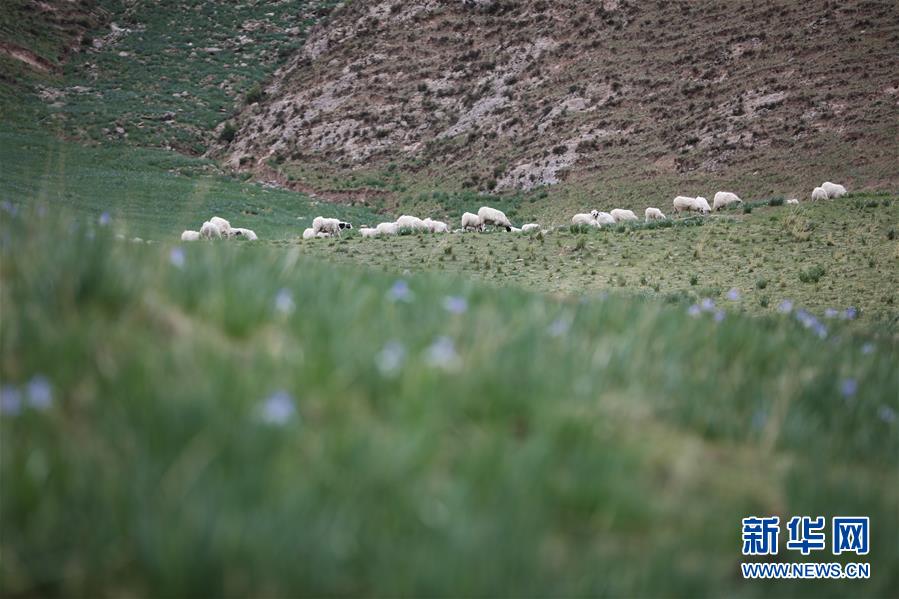 (美麗中國(guó))(4)祁連山下冰溝河 水草豐茂美如畫(huà)