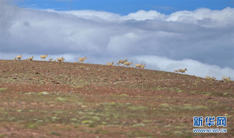 (圖文互動(dòng))(5)可可西里加強(qiáng)保護(hù) 十多年未聞盜獵槍聲