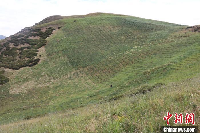四川省阿壩州若爾蓋縣草原沙化治理后。若爾蓋縣林業(yè)和草原局供圖