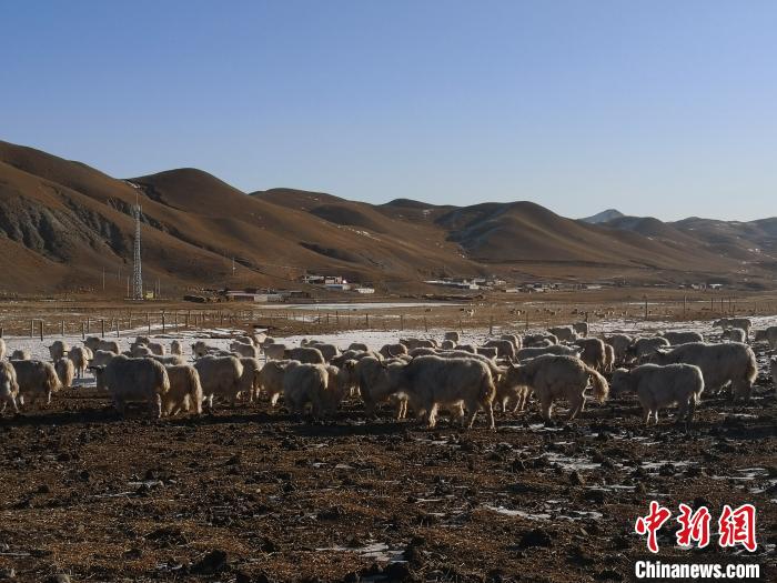 圖為甘肅天祝白牦牛。(資料圖) 南如卓瑪 攝