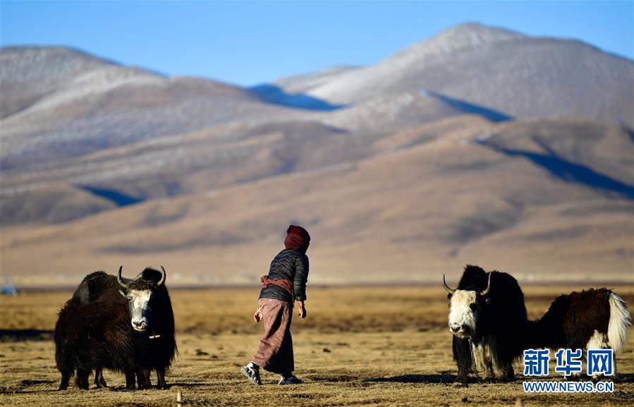 (社會(huì))(3)青海稱多:生態(tài)畜牧業(yè)奏響牧歌