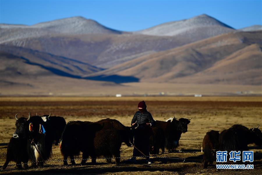 (社會)(2)青海稱多:生態(tài)畜牧業(yè)奏響牧歌