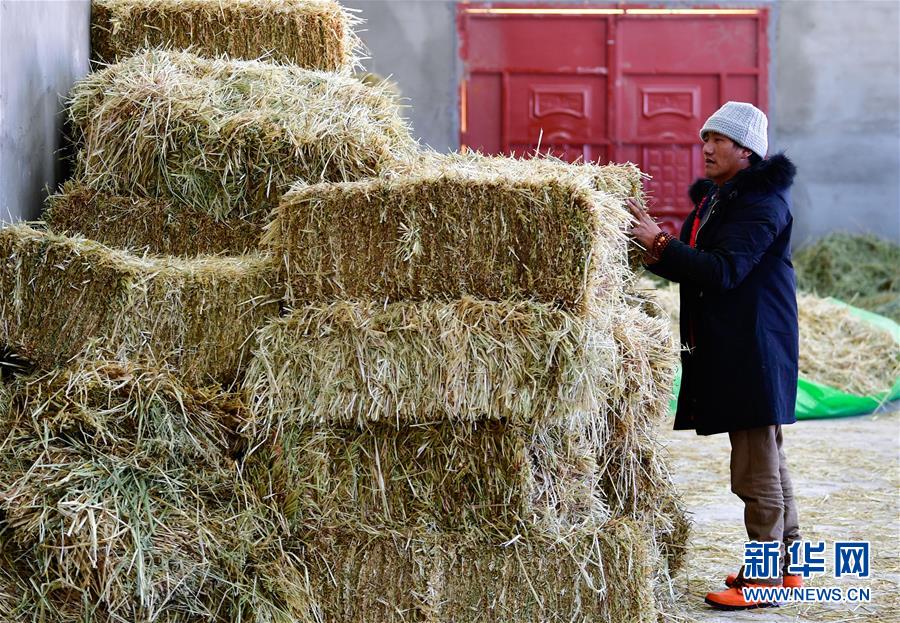 (圖文互動(dòng))(1)備足糧草好過(guò)冬——青海稱多縣采訪見(jiàn)聞