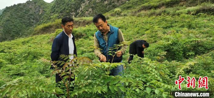 圖為張金利調(diào)研適合阿拉村種植的農(nóng)作物，經(jīng)過不斷改良技術(shù)后，產(chǎn)量大大提高。(資料圖)甘肅省水利廳供圖