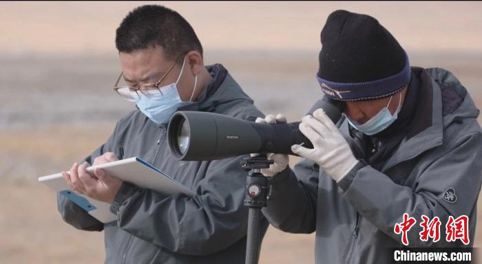 青海湖水環(huán)境不斷向好水鳥數量持續(xù)增加