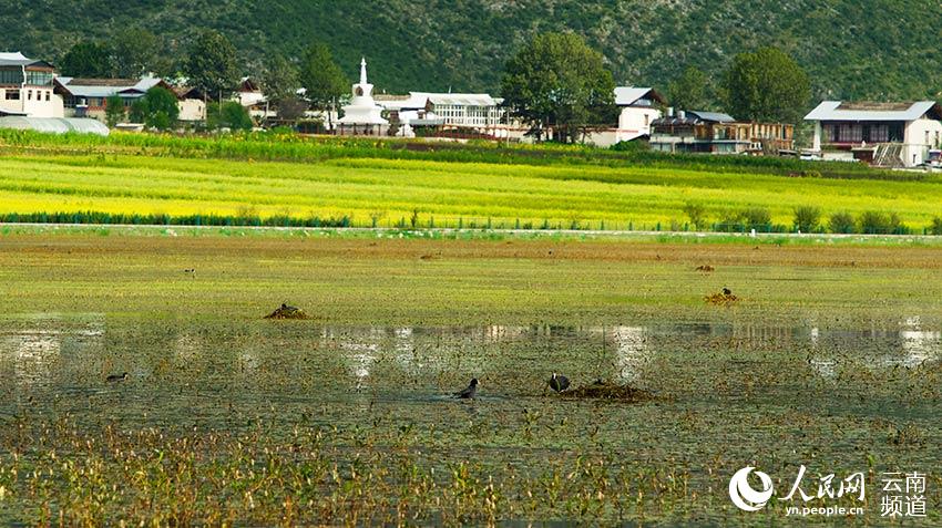 納帕海成為鳥(niǎo)類(lèi)遷徙停留地。呂昊辰攝