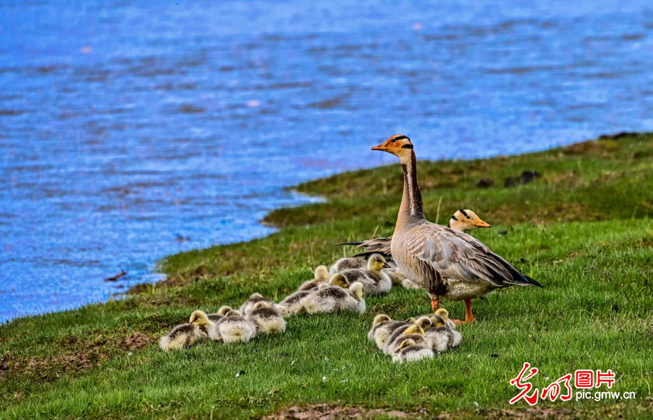三江源國(guó)家公園正式設(shè)立，這是青海生態(tài)文明建設(shè)的新答卷