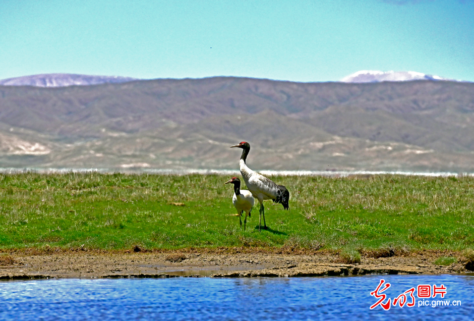 三江源國(guó)家公園正式設(shè)立，這是青海生態(tài)文明建設(shè)的新答卷