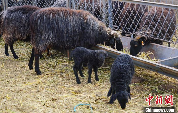 圖為黑藏羊及小羊羔正在吃草。　馬銘言 攝