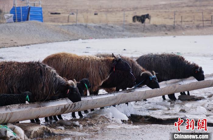 圖為黑藏羊正在喝水?！●R銘言 攝