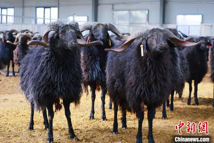 圖為黑藏羊?！●R銘言 攝