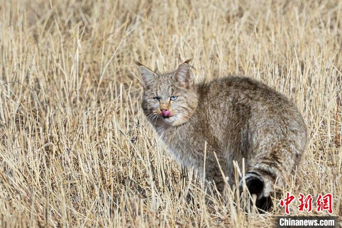 圖為拍攝到的荒漠貓?！O春生 攝