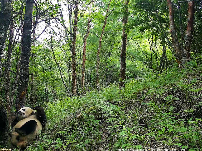 紅外相機(jī)拍攝到的野生大熊貓。平武縣融媒體中心供圖