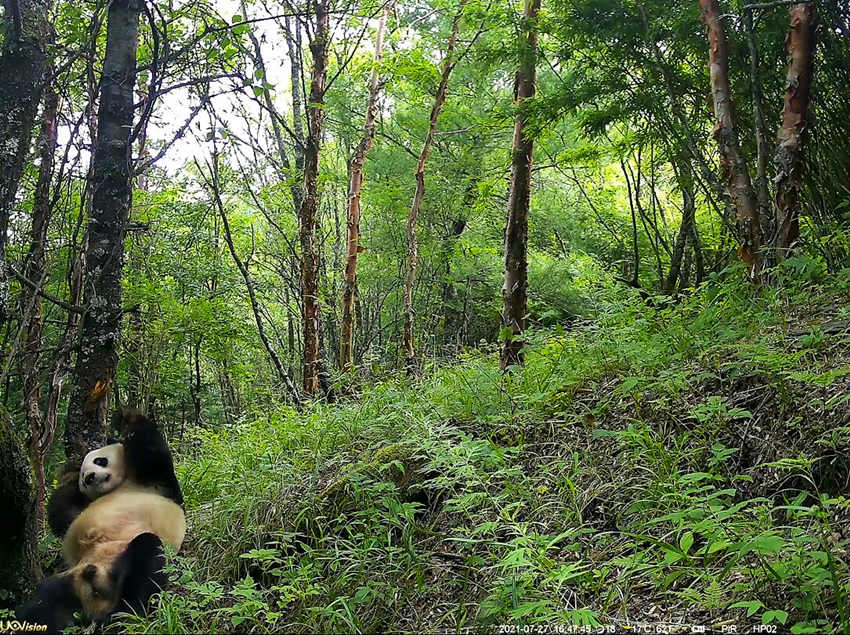紅外相機(jī)拍攝到的野生大熊貓。平武縣融媒體中心供圖