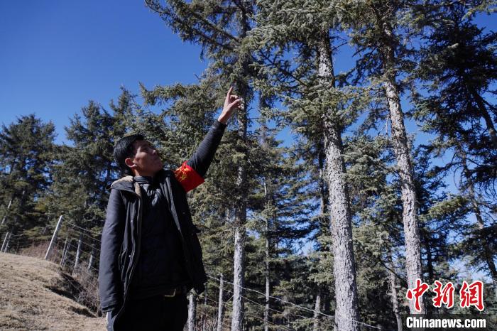 圖為桑杰加介紹林場樹木?！●R銘言 攝