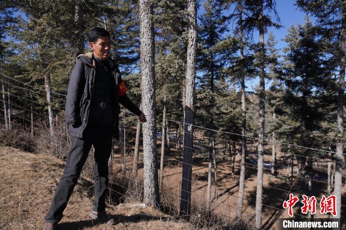 圖為桑杰加檢查林場防護網(wǎng)?！●R銘言 攝