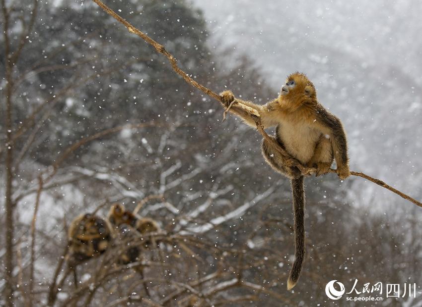 雪中嬉戲的川金絲猴。鐘歡攝
