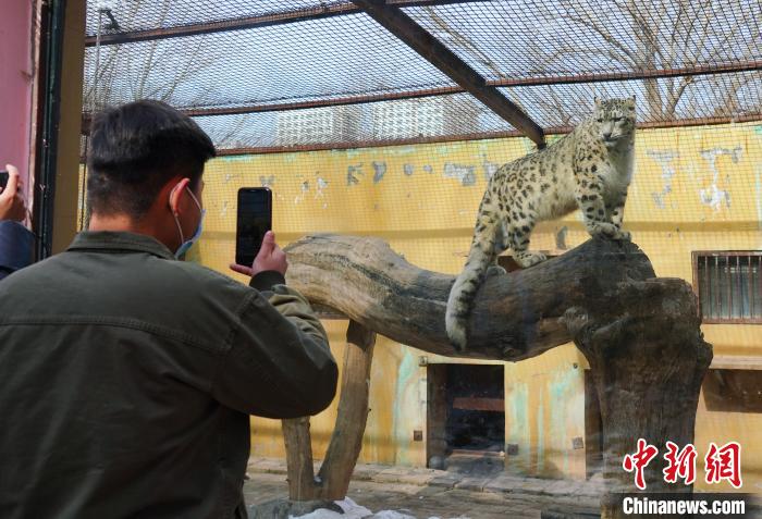 圖為雪豹“奶爸”史壽軍正在直播。　馬銘言 攝