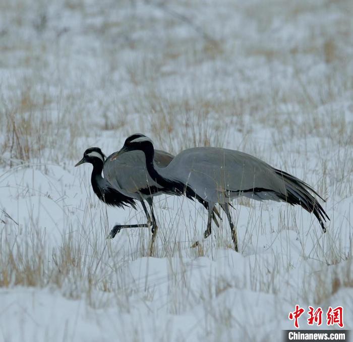 在若爾蓋濕地的蓑羽鶴?！∩袞|機 攝
