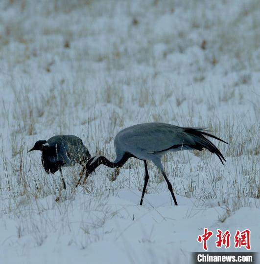 在若爾蓋濕地的蓑羽鶴?！∪魏吻?攝