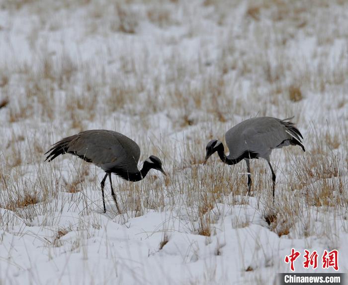 在若爾蓋濕地的蓑羽鶴?！∪魏吻?攝