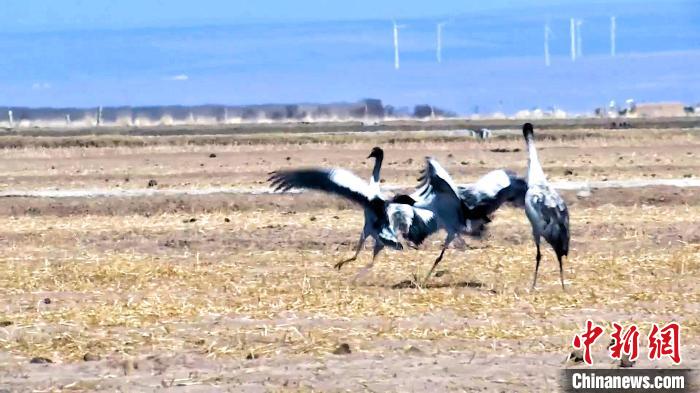 圖為黑頸鶴追逐嬉戲?！￡惷髡?攝