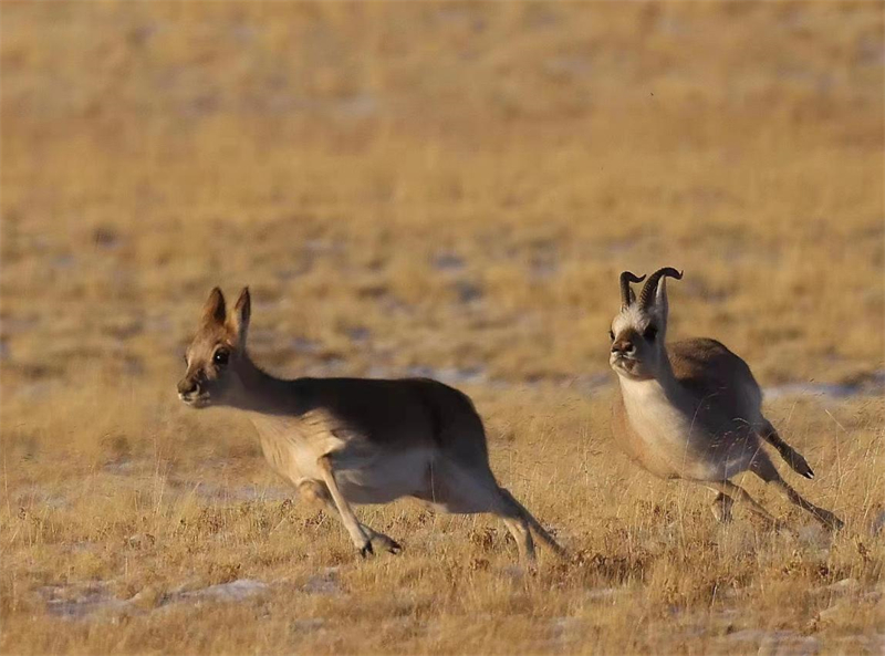 藏羚羊。圖片來(lái)源：農(nóng)牧民大自然攝影隊(duì)