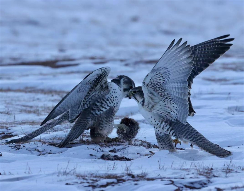 獵隼。圖片來源：農(nóng)牧民大自然攝影隊