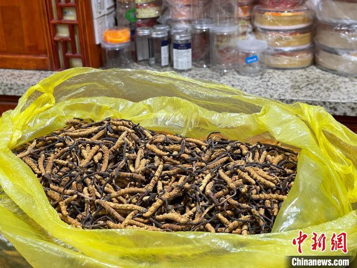 青海果洛出臺冬蟲夏草采挖安全意見防控風險