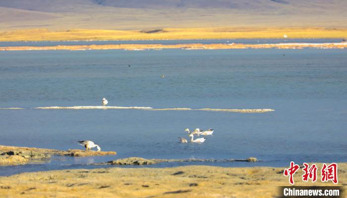 圖為斑頭雁在班德湖中休憩。　綠色江河 供圖