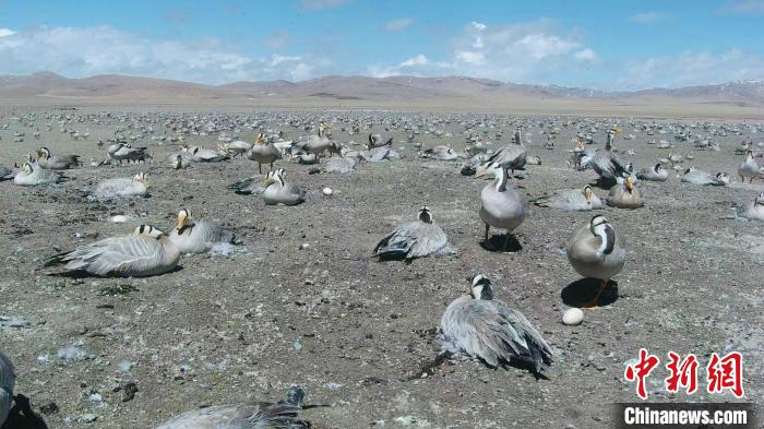 圖為斑頭雁在空地上孵蛋?！【G色江河 供圖