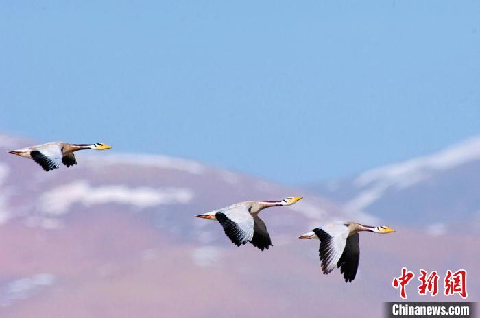 圖為斑頭雁在空中飛行?！【G色江河 供圖