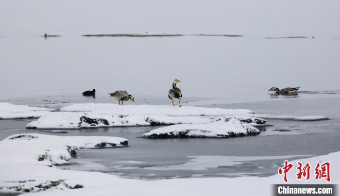 圖為斑頭雁在班德湖邊嬉戲?！【G色江河 供圖